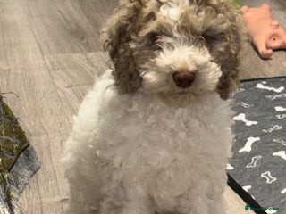 Mixed Breed cats 11 weeks old cockapoo called Bruce. Ready to go. - Advert 6