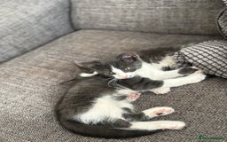Domestic Shorthair cats for sale: 1 male and 1 female kitten  - Image 1