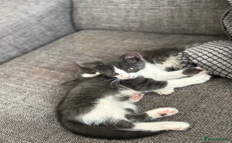Domestic Shorthair cats - Advert 1