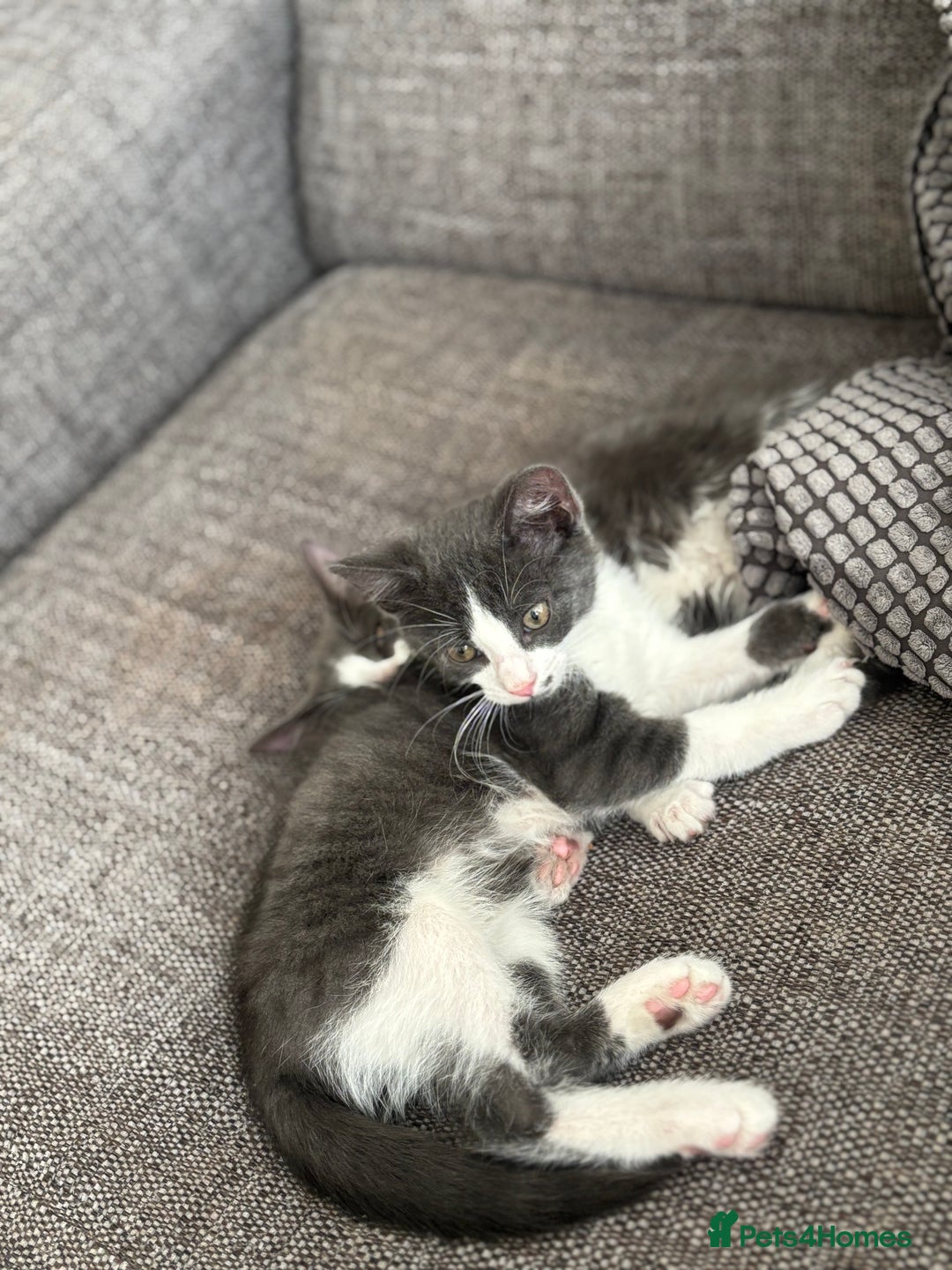 Domestic Shorthair cats for sale: 1 male and 1 female kitten  - Image 1