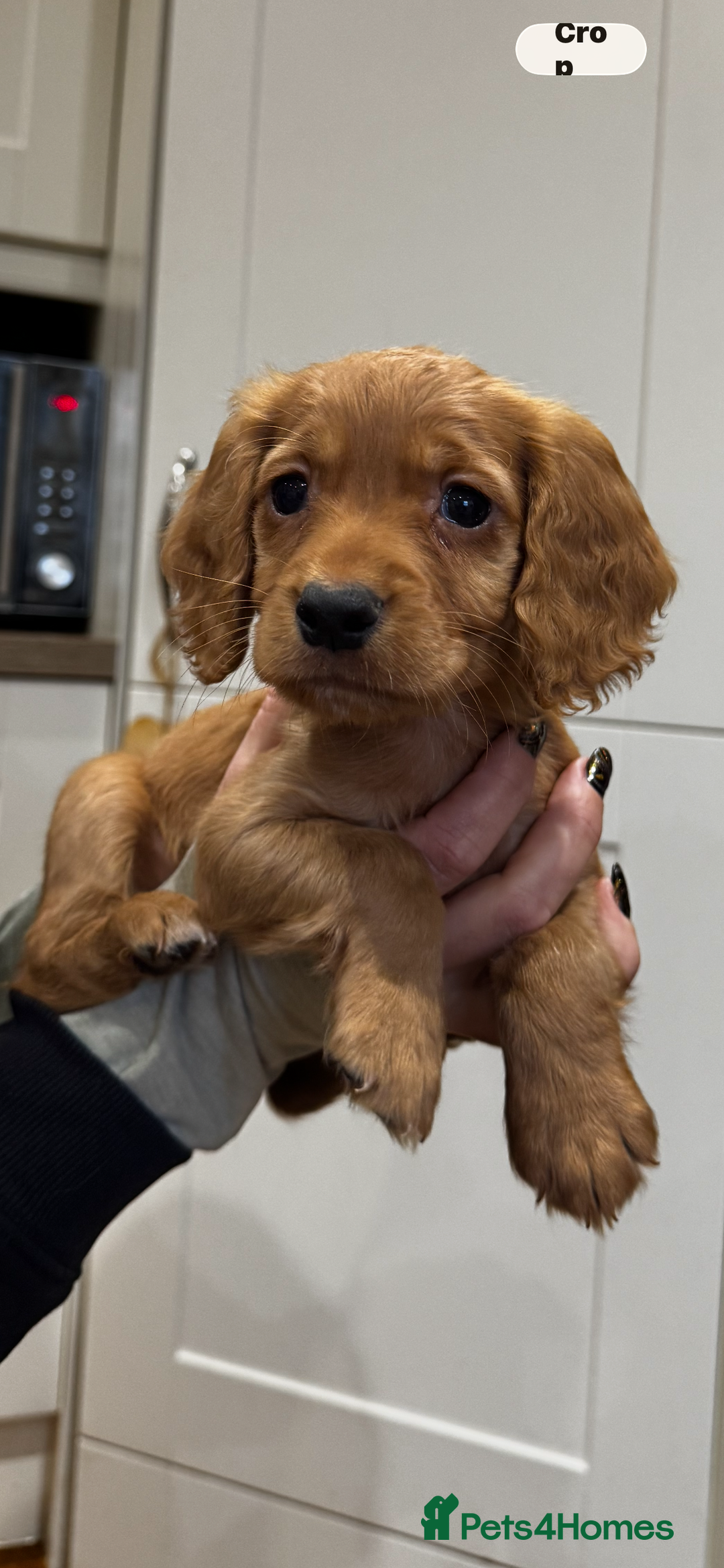 Cocker Spaniel dogs for sale: Beautiful Dark Red KC Registered Cocker Pups - Advert 21