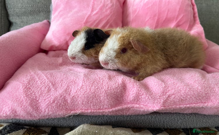 Guinea Pig rodents - Advert 1