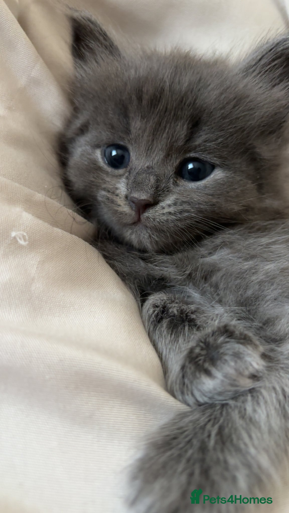 Ragdoll cats Ragdoll cross kittens for sale  - Advert 14