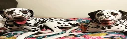 Dalmatian dogs for stud: Our Loveable Handsome Liver Dalmatian Marshall - Advert 5