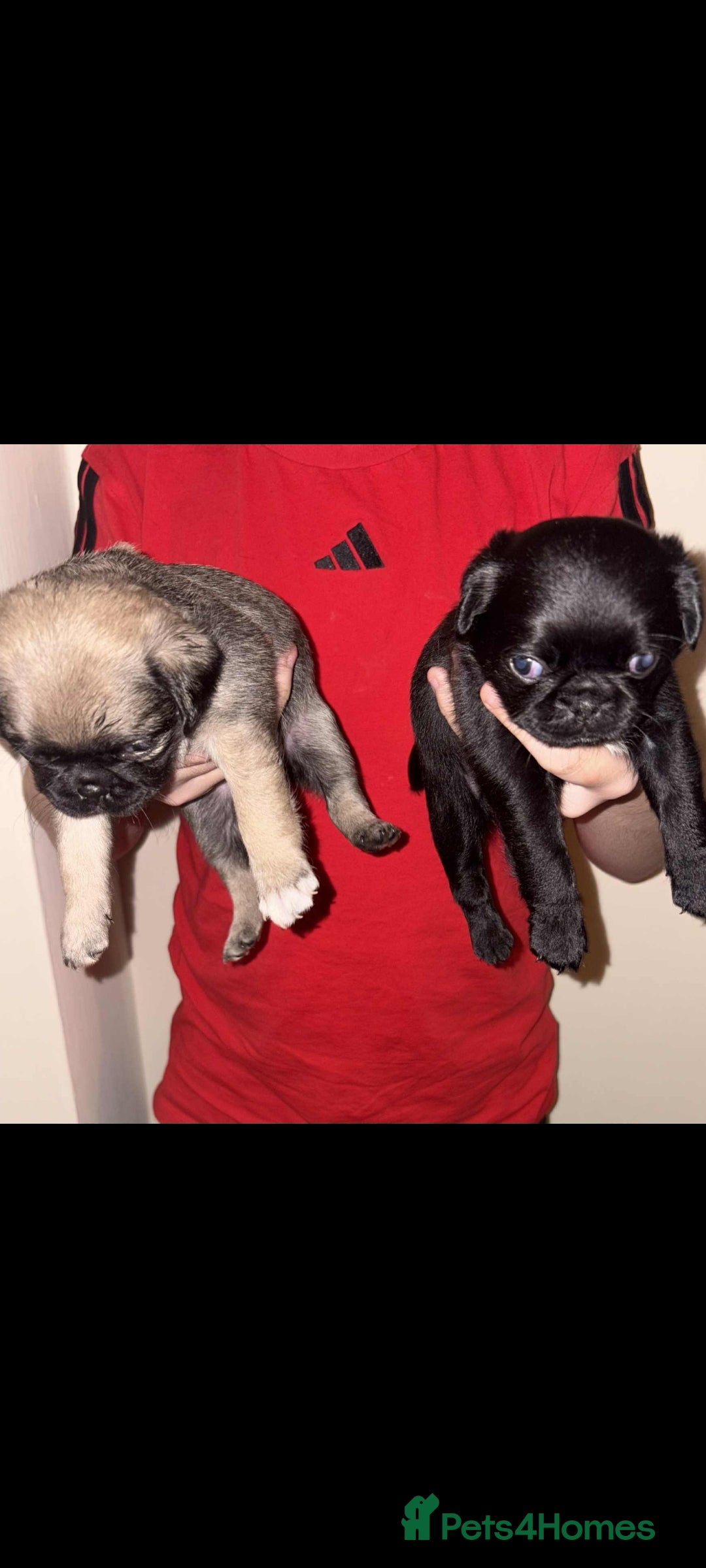 Pug dogs for sale: Pug puppies  - Image 4