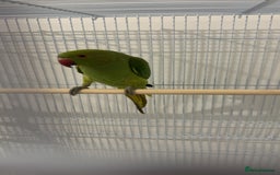 Ringnecks birds for sale: Green ringneck parrot - Advert 4