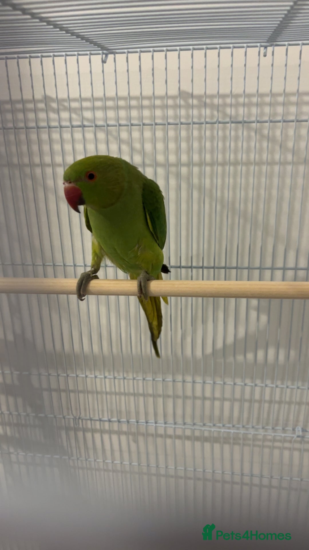 Ringnecks birds for sale: Green ringneck parrot - Advert 4