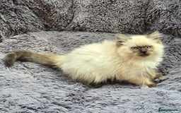 Ragdoll cats for sale: GCCF registered Ragdoll kittens  - Image 12