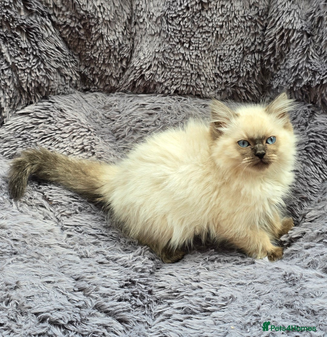 Ragdoll cats for sale: GCCF registered Ragdoll kittens  - Image 12