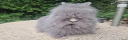 Angora rabbits for sale: ❤️STUNNING IMPORTED PARENTS- TEDDYDWERG BABIES❤️ - Advert 24