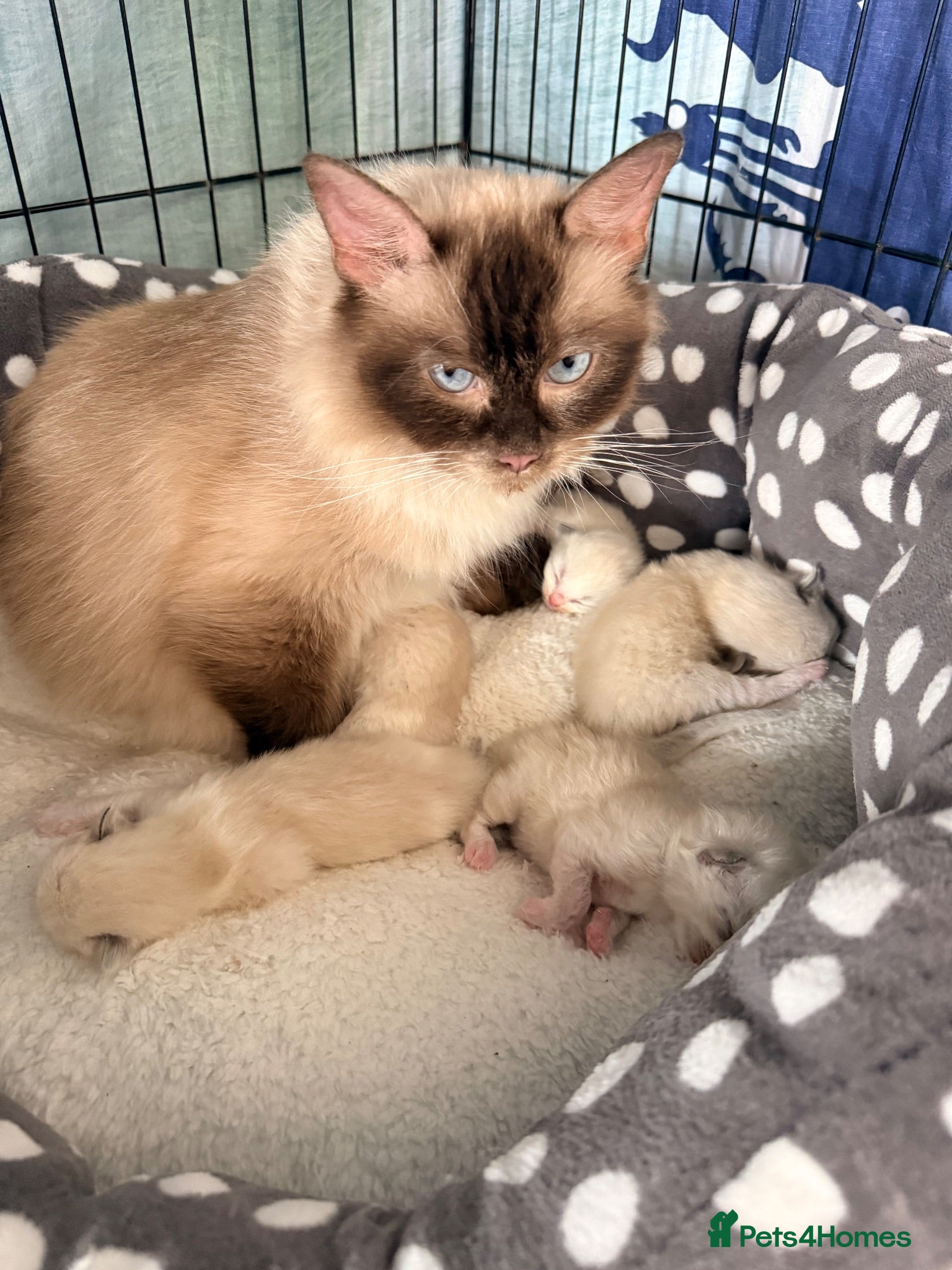 Ragdoll cats 5 beautiful playful ragdoll kittens - Advert 1