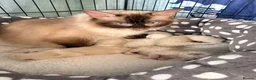 Ragdoll cats for sale: 5 beautiful playful ragdoll kittens - Advert 1