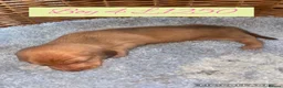 Miniature Dachshund dogs for sale: 6 Miniature Dachshund pups  - Advert 7