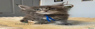 Maine Coon 2