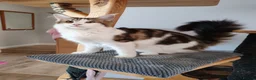Maine Coon cats for sale: Amazing Jasmine😍😍  - Advert 5