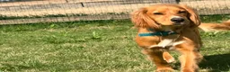 Cocker Spaniel dogs for adoption: Kairo the Gorgeous Goofy Golden Boy - Advert 4