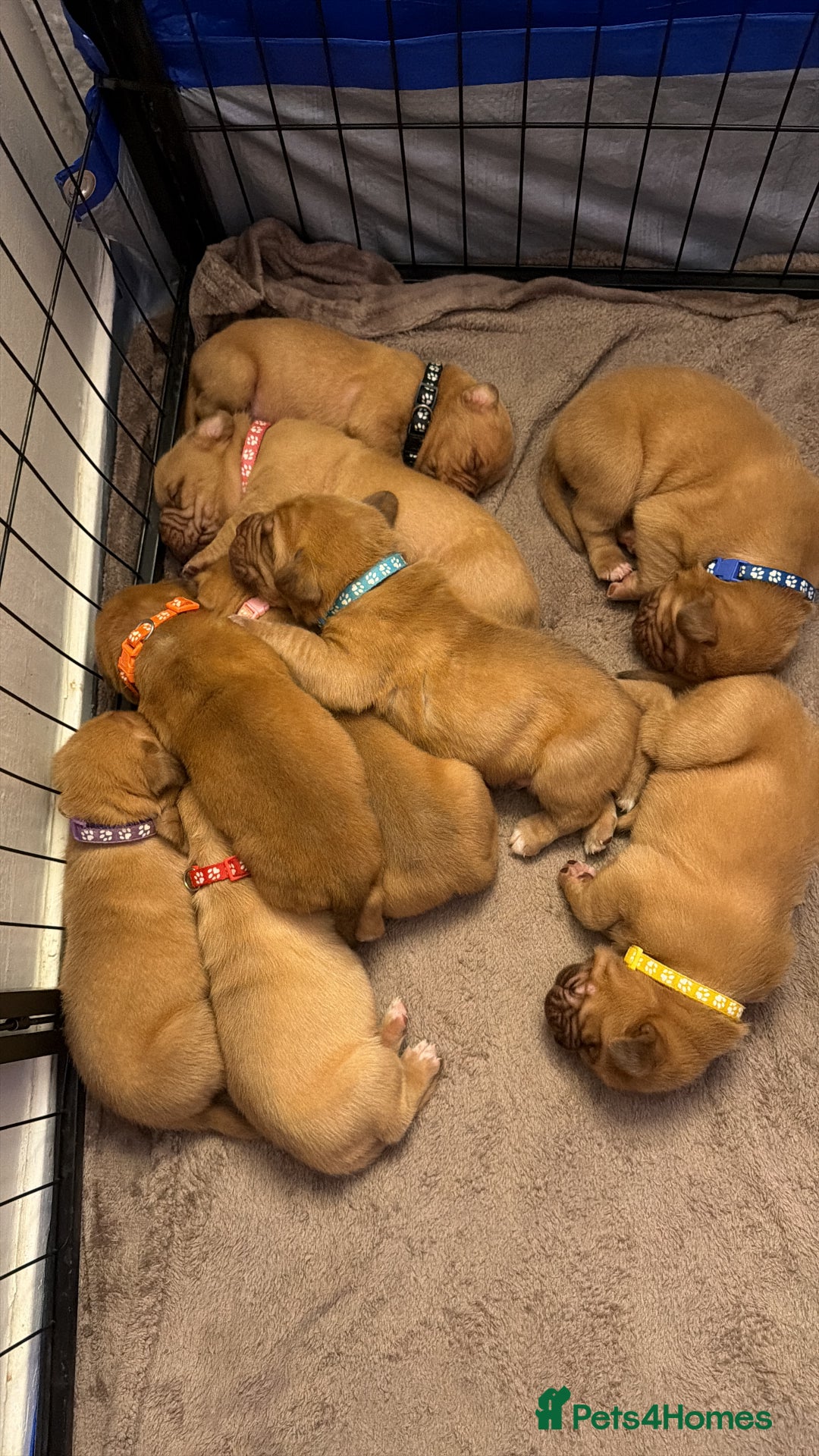 Dogue De Bordeaux dogs for sale: Beautiful Dogue De Bordeaux Puppies - Advert 4