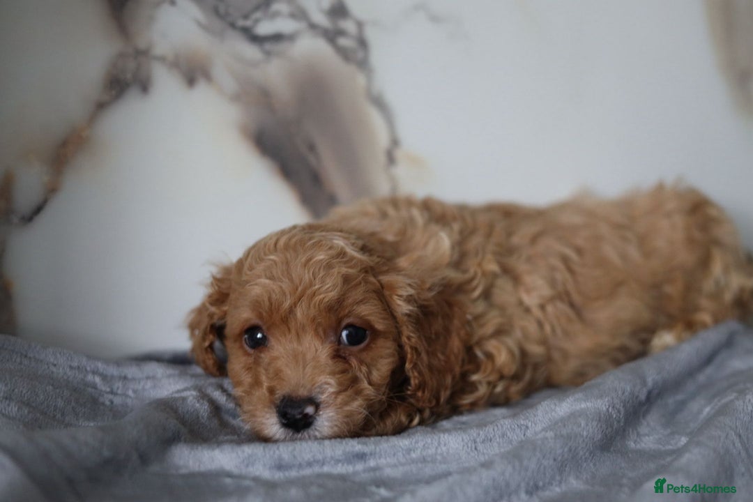 Cavapoo dogs for sale: F1 Cavapoos Ready 22nd December 🐾💕 - Advert 10