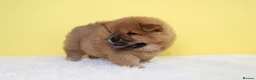 Chow Chow dogs for sale: Stunning chow chow pups  - Advert 4