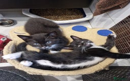 Mixed Breed cats for sale: Kittens😺 - Image 21