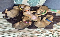 Jack Russell dogs for sale: Much Wenlock Mix Miniature Jack Russell Puppies - Image 1