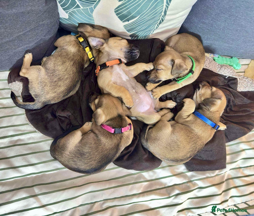 Jack Russell dogs for sale: Much Wenlock Mix Miniature Jack Russell Puppies - Image 1