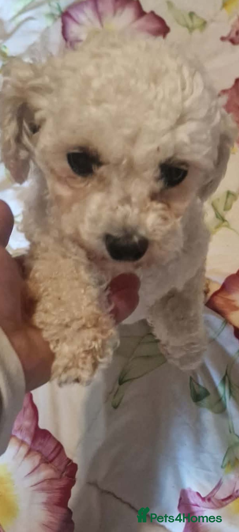 Bichon Frise dogs Hope 3kg female  - Advert 1