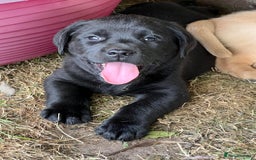 Labrador Retriever dogs for sale: Ready now from Plettenberg Labradors, KC Reg. - Image 1