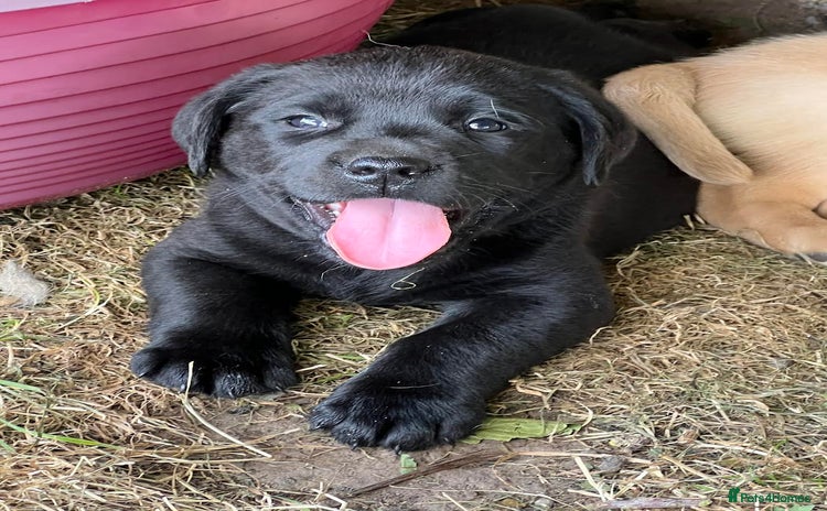 Labrador Retriever dogs - Advert 2