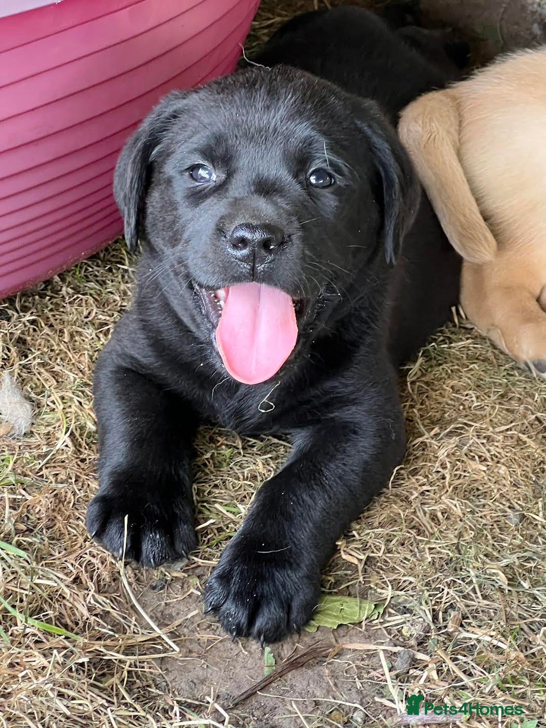Labrador Retriever dogs for sale: Ready now from Plettenberg Labradors, KC Reg. - Image 1