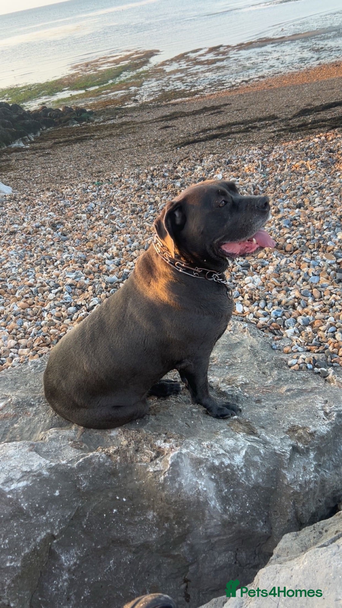 Cane Corso dogs 10 stunning purebred cane corse puppies  - Advert 2