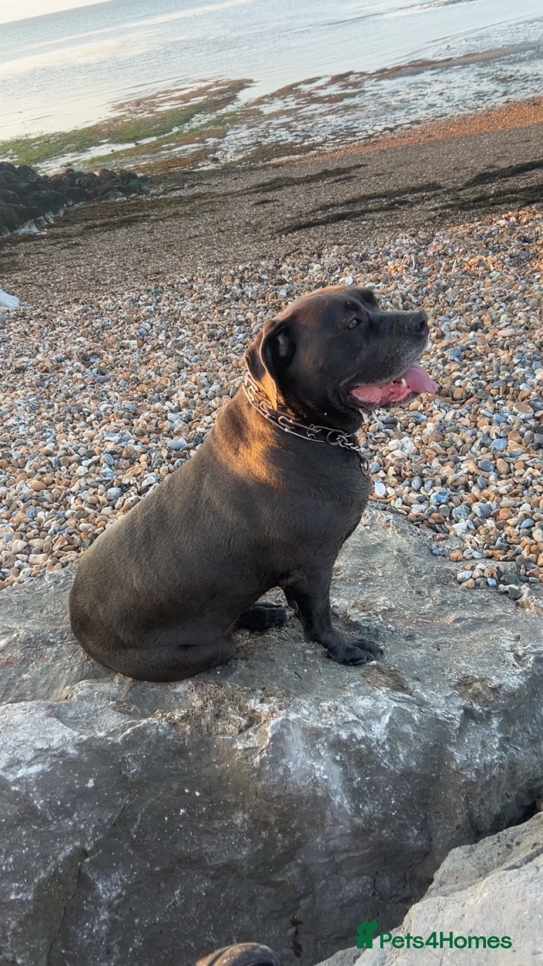 Cane Corso dogs for sale: 10 stunning purebred cane corse puppies  in Canterbury - Advert 2