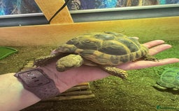 Tortoise reptiles for sale: 2 TORTOISES - Image 2