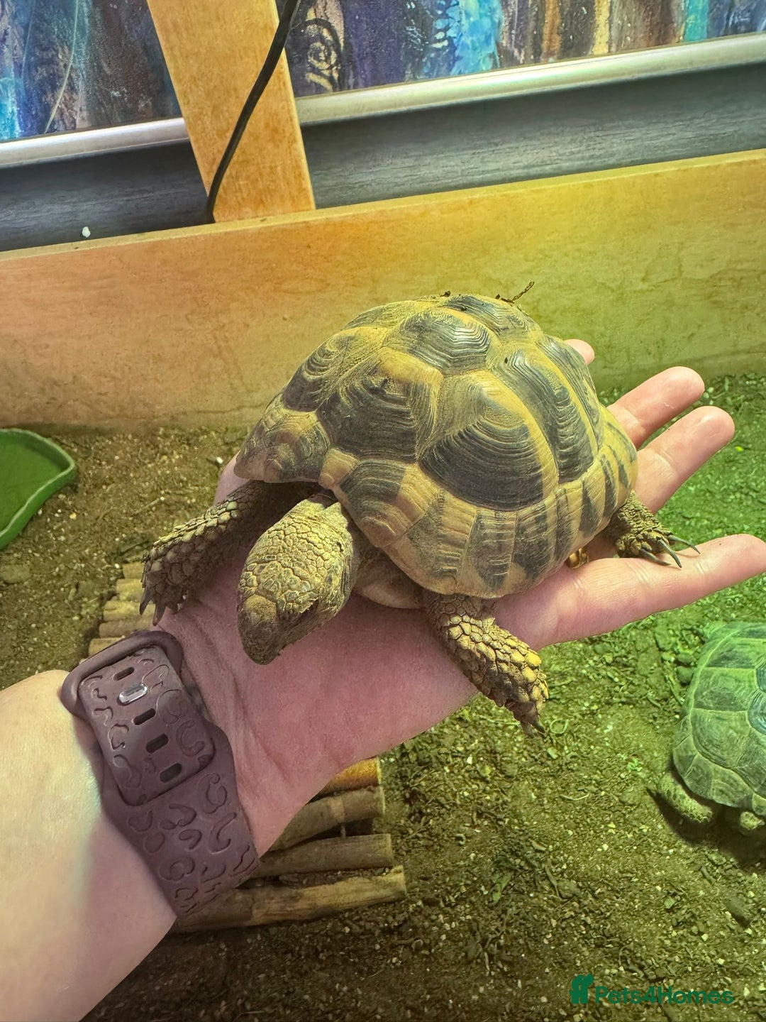 Tortoise reptiles for sale: 2 TORTOISES - Image 2