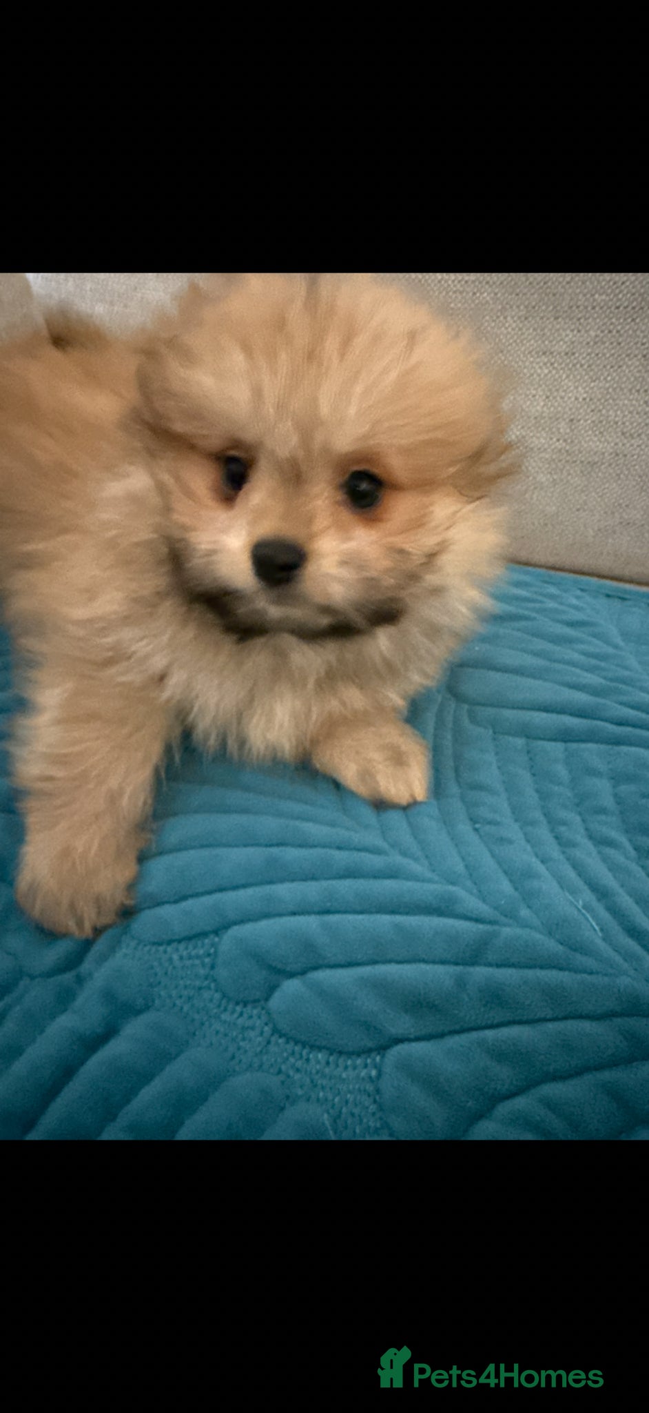 Mixed Breed dogs REDUCED Shihtzu x Pomeranian health checked  - Advert 1