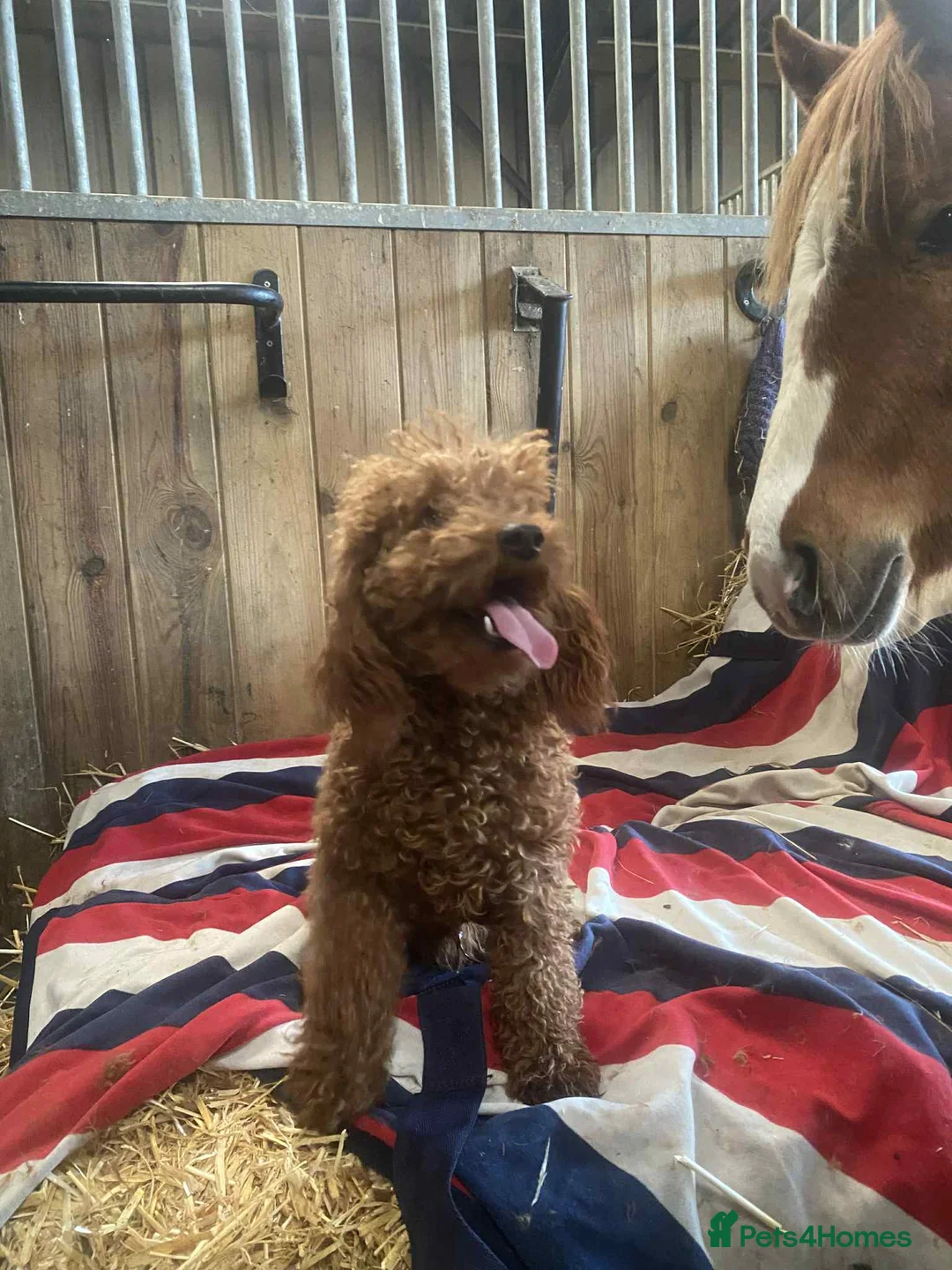 Miniature Poodle dogs for stud: KC reg. red miniature poodle stud - Advert 2