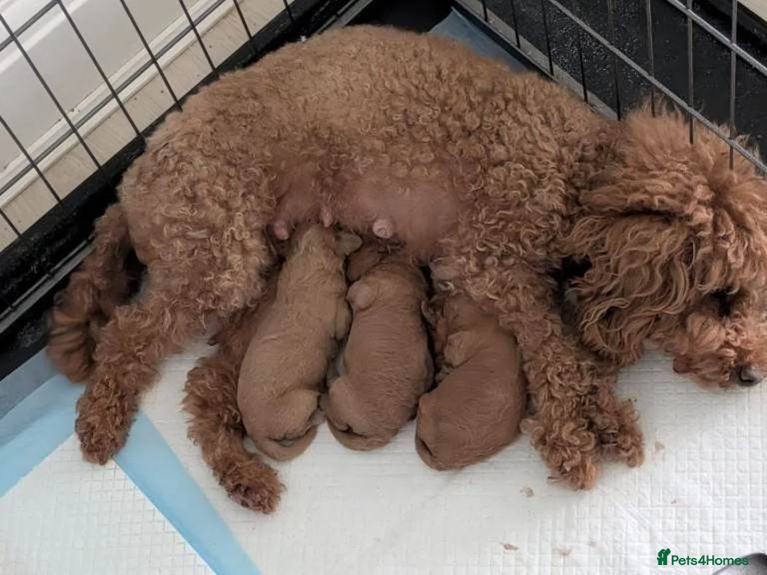 Cockapoo dogs for sale: Red Cockapoo Puppies for sale  in London - Advert 6