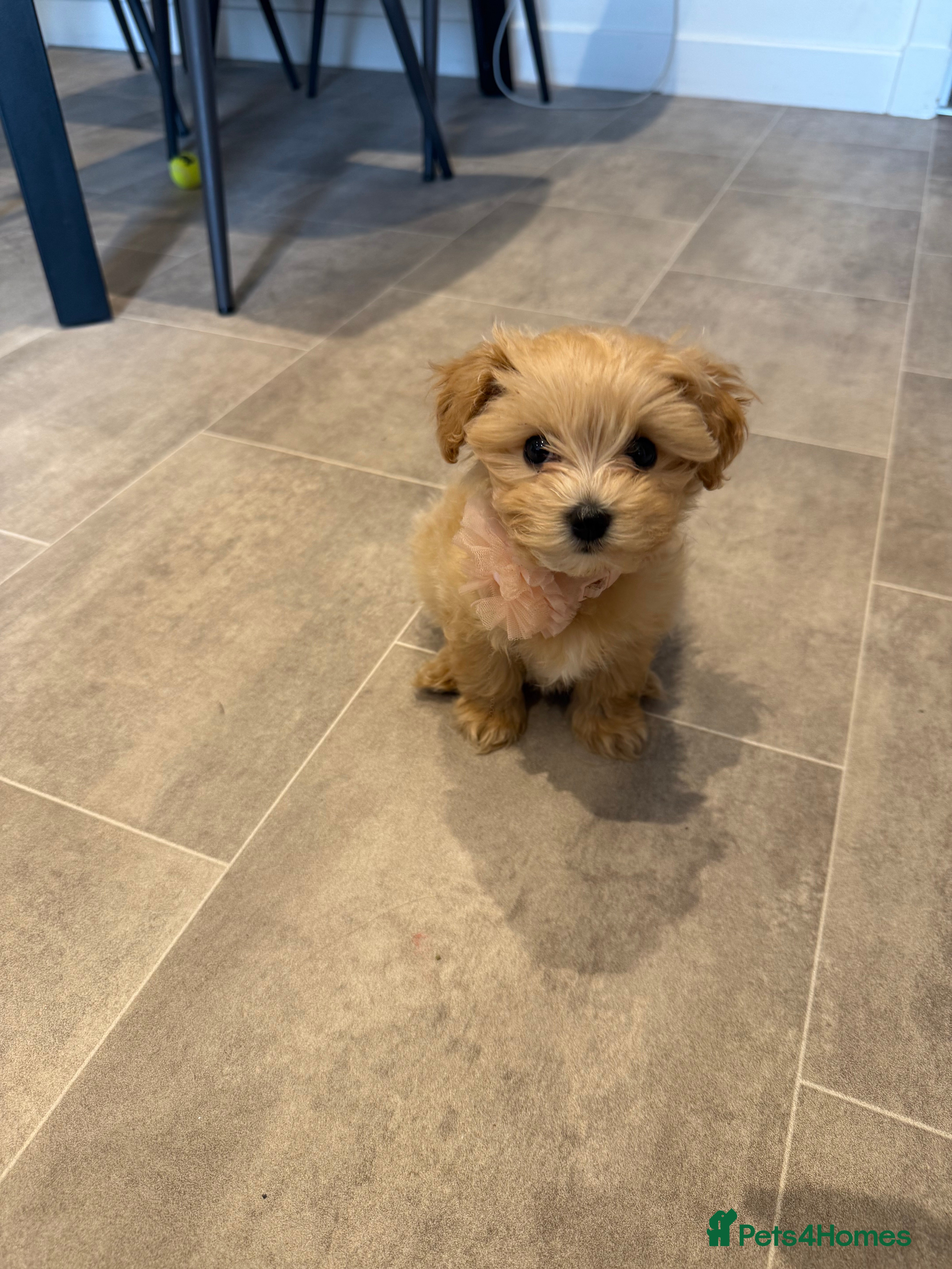 Maltipoo dogs Maltipoo puppy - Advert 2