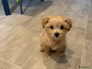 Maltipoo dogs Maltipoo puppy - Advert 2