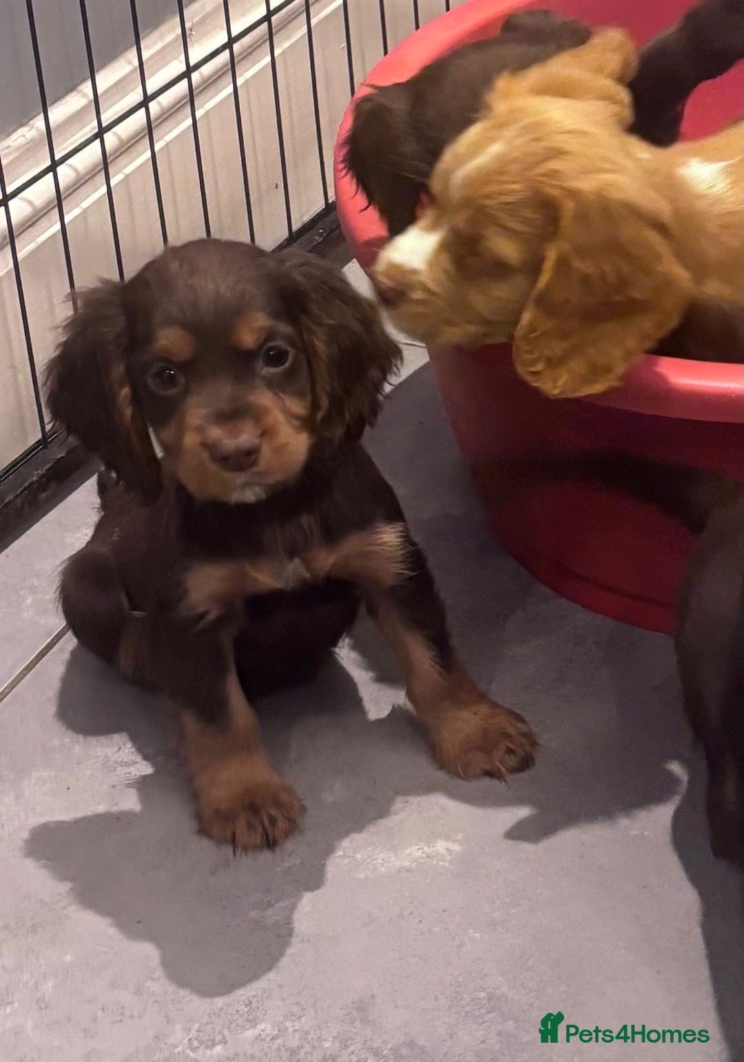 Cocker Spaniel dogs for sale: Working cocker spaniels puppies kc reg - Image 16