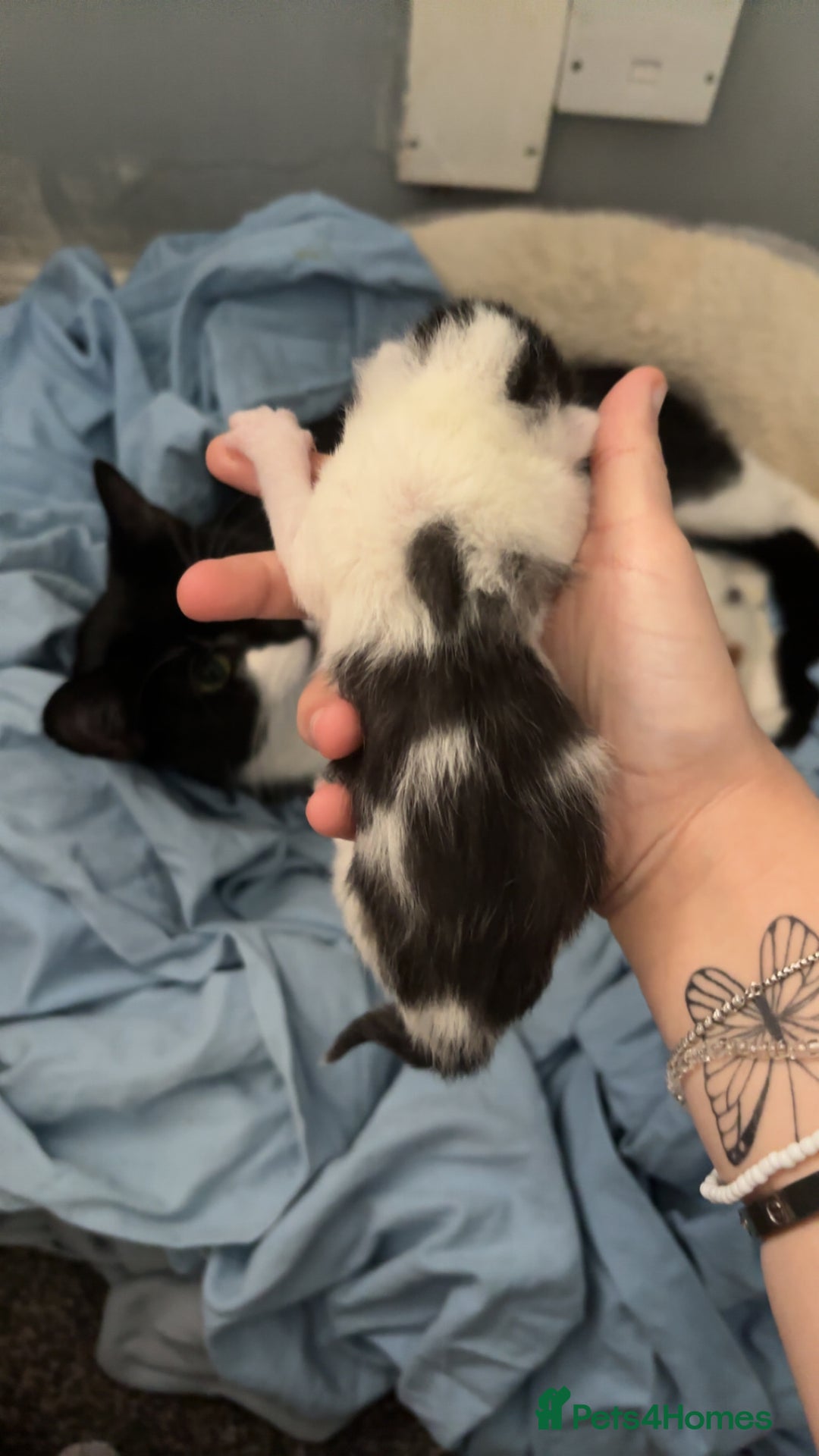 Mixed Breed cats for sale: 3 boy kittens for sale  - Image 4