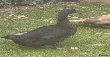 Ducks poultry 2 females and 2 male ducks for sale  - Advert 6