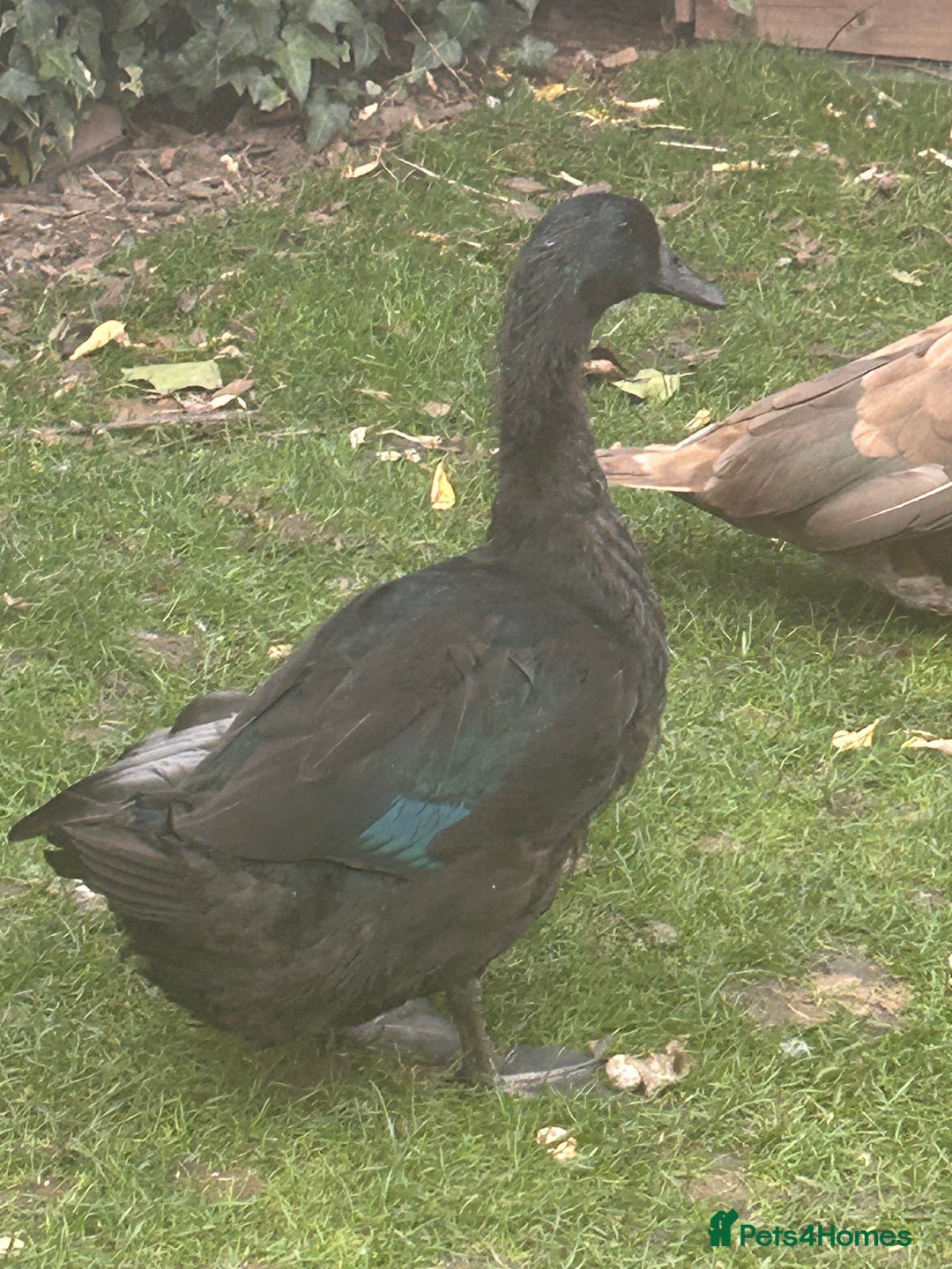 Ducks poultry for sale: 2 females and 2 male ducks for sale  - Advert 3