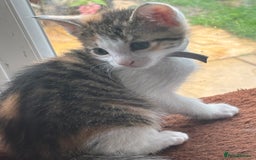 Mixed Breed cats for sale: Stunning litter of 7 kittens - Image 20