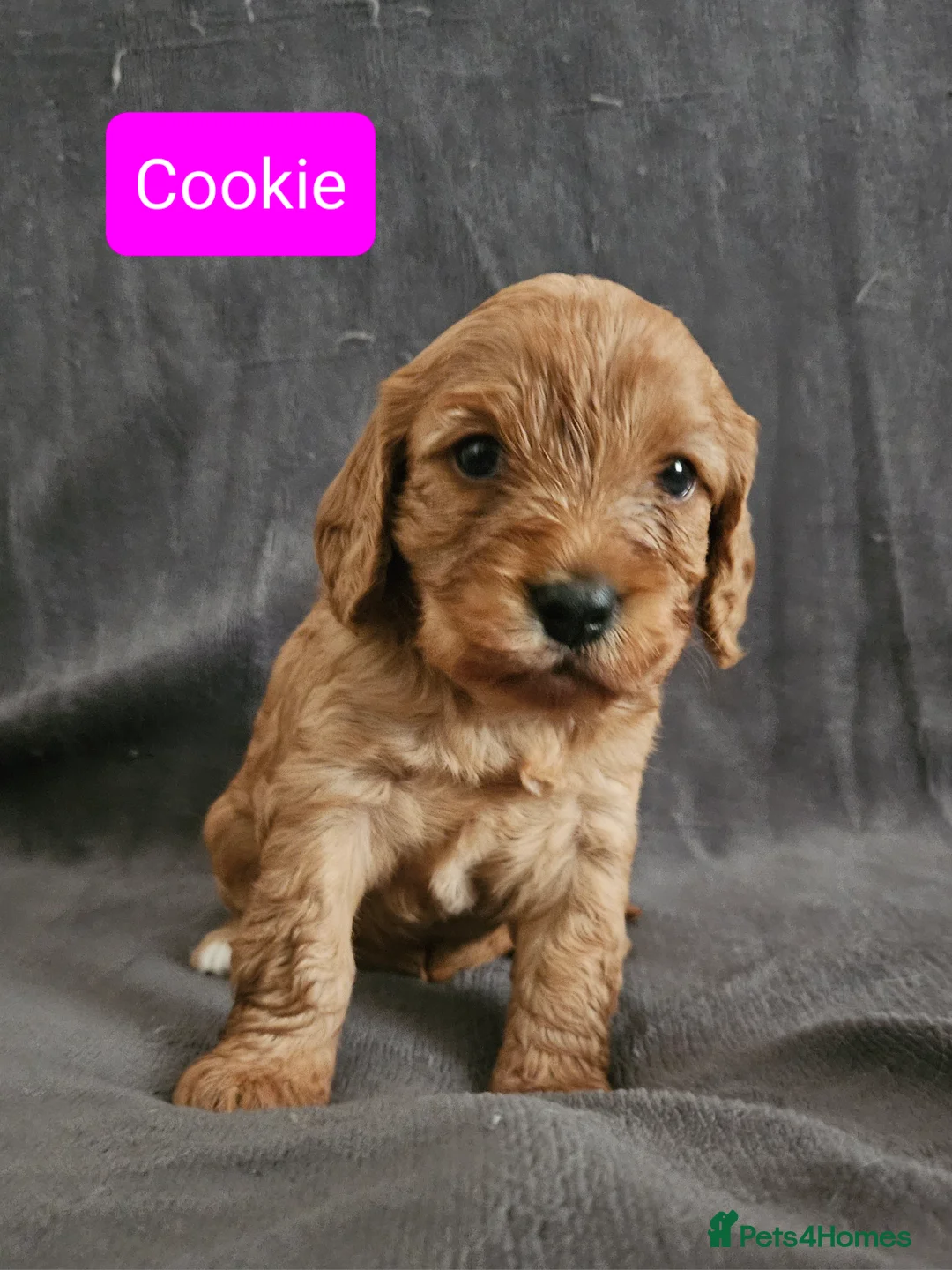 Cavapoo dogs for sale: Gorgeous red F1 Cavapoos for Sale - Advert 3
