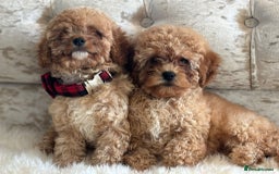 Cavapoochon dogs for sale: Stunning cavapoochon puppies  - Image 9