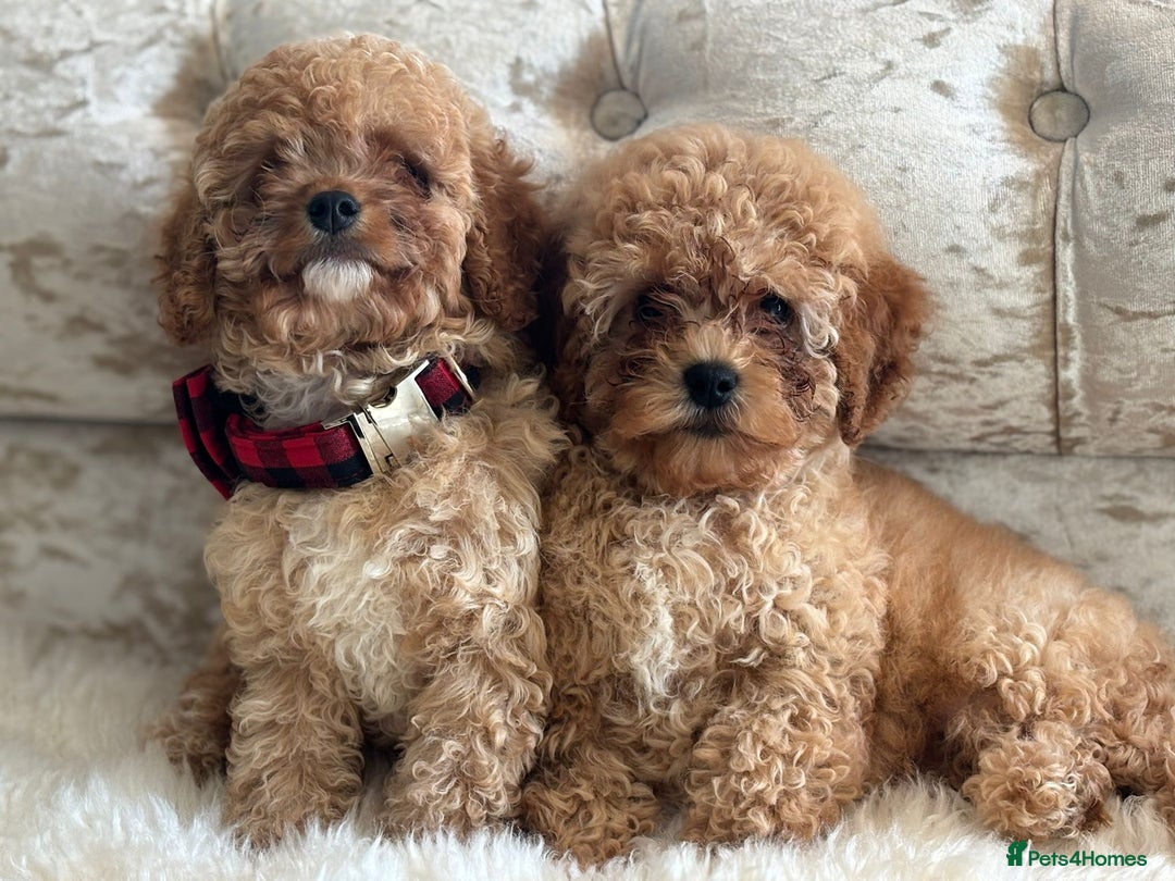 Cavapoochon dogs for sale: Stunning cavapoochon puppies  - Image 9