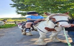 Tinker horses for sale: Smarty Marty 3 year old coloured gelding   - Image 2