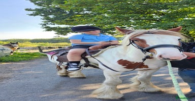 Tinker horses - Advert 4