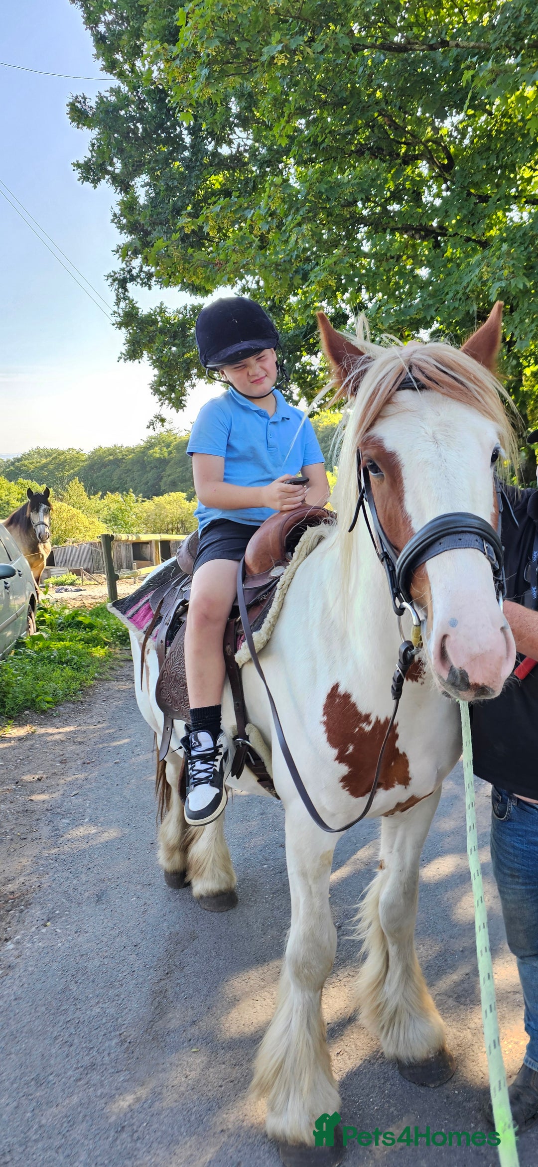 Tinker horses for sale: Smarty Marty 3 year old coloured gelding   - Image 2